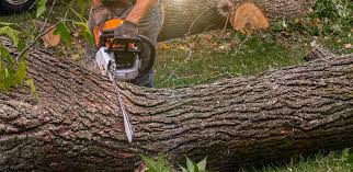 Best Tree Health Inspection  in Bishop, TX